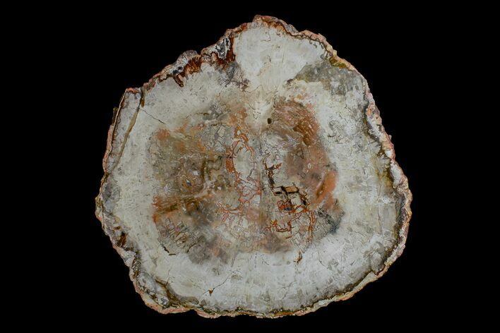 Petrified Wood (Araucaria) Round - Madagascar #170432